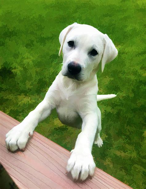 White Lab Puppy Big Paws Digital Art by Waterdancer - Fine Art America