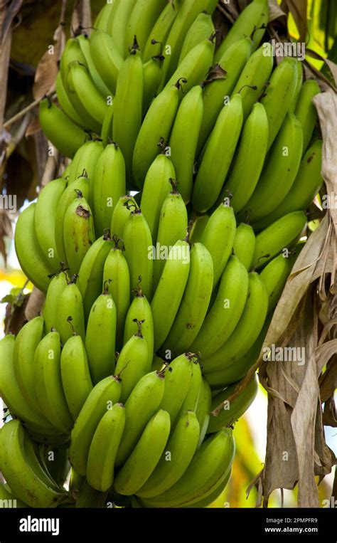 Unripe Bananas On A Plant In Jamaica Port Antonio Jamaica Stock Photo