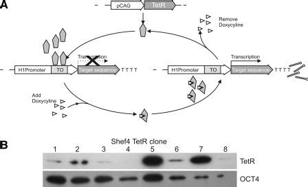 TetR Based Inducible Short Hairpin RNA Interference System A