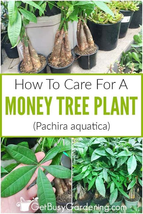 Money Tree Plant Care Guide How To Take Care And Grow Indoors