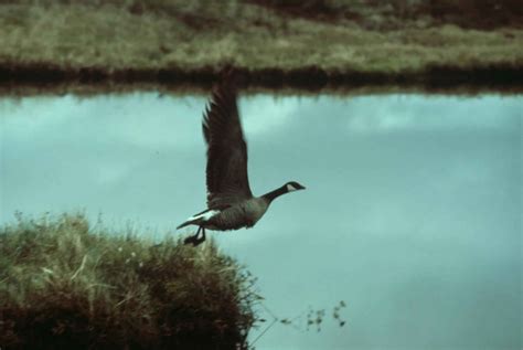 Free picture: branta canadensis, bird, Canada goose, taking, flight