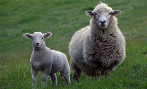 Mulesing - MEZ Crafts Group | The joy of sustainable handcrafting