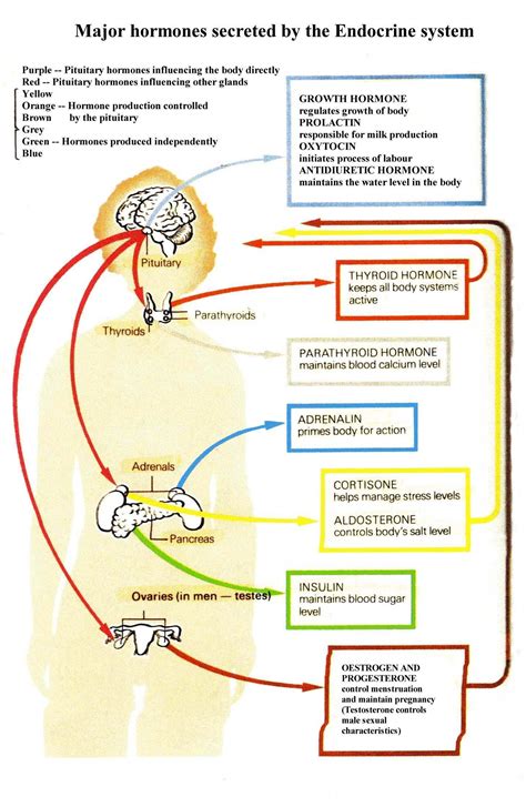 Endocrine Gland
