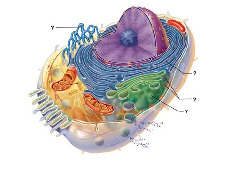 cell organelles Diagram | Quizlet