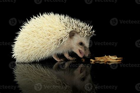 An adorable African white- bellied hedgehog eating mealworms 30013283 Stock Photo at Vecteezy