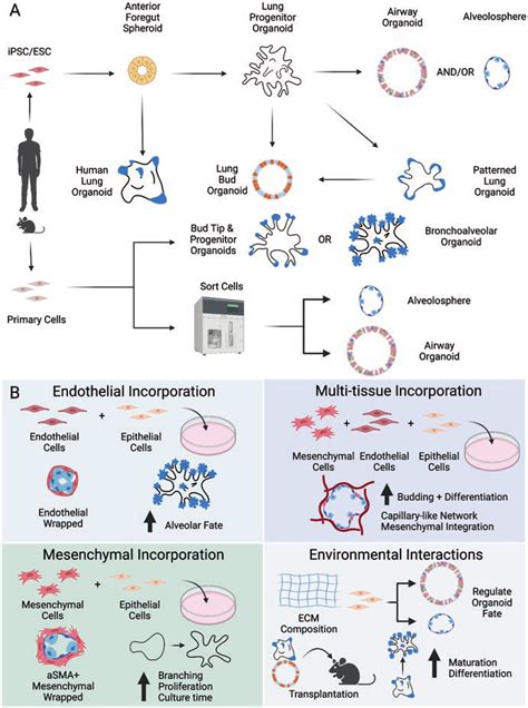 2 Organoid Models For Studying Lung Development A Stem And Primary