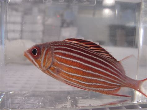 Candy Cane Squirrelfish Sea Dwelling Creatures