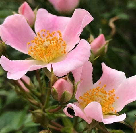 Pink Groundcover Roses: 8 Best Low-Growing, Easy Care Varieties - SONG ...