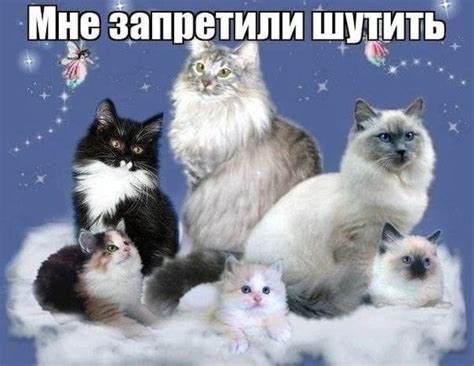 Создать мем "кошка, секреты кошек, кошка рэгдолл" - Картинки - Meme ...