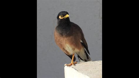 زوج من طائر المينا بالعين السخنة Mynah Bird YouTube