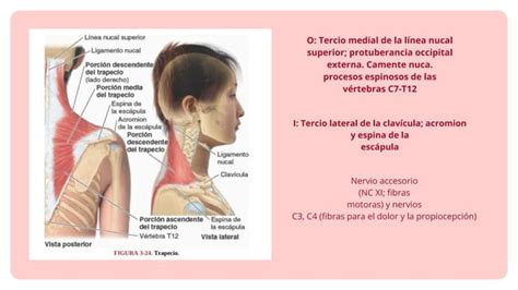 LOS MUSCULOS EXTRINSECOS Y ORIGEN DEL DORSO PPT