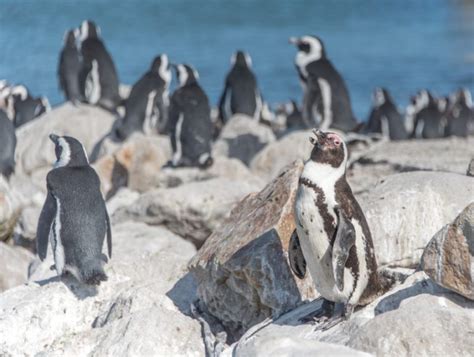 Zwemmen Met Pingu Ns In Zuid Afrika Beste Plek Foto S Tips