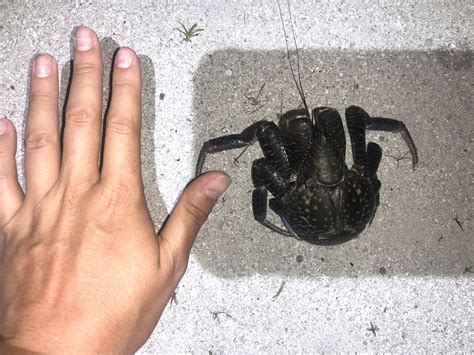 Coconut Crab Baby