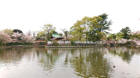 Tsurugaoka Hachimangu Shrine Introducing Popular Tourist Destinations