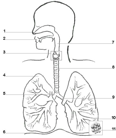 respiratory system diagram worksheets worksheets