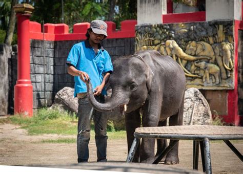 Baby Elephant Forced to Perform at Phuket Zoo