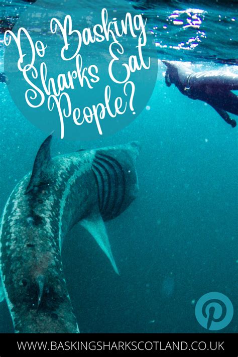 Can a Basking Shark Eat a Human? - Basking Shark Scotland