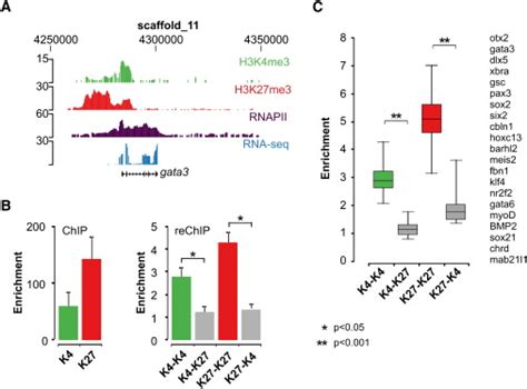 A Hierarchy Of H3k4me3 And H3k27me3 Acquisition In Spatial Gene