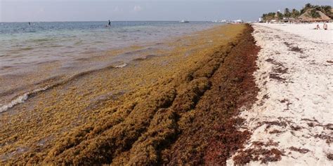 Quintana Roo Emite Declaratoria De Emergencia Por Sargazo La Sonora