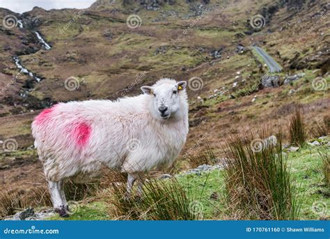 White Irish Sheep stock photo. Image of countryside - 170761160