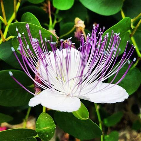 Fiore Di Cappero Fiori Fiori Ricamati Ricamo