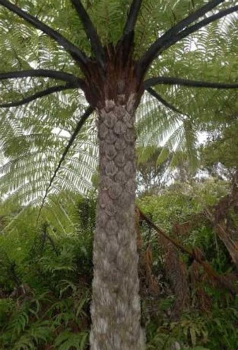 Cyathea medullaris - Black Tree Fern - The Seed Vine