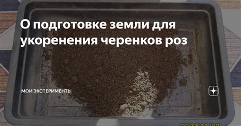 О подготовке земли для укоренения черенков роз | Мои эксперименты | Дзен