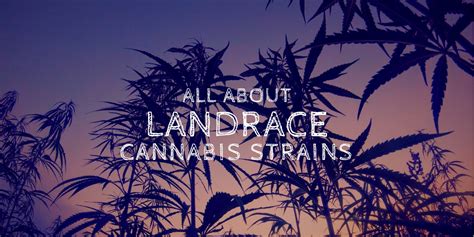 All About Landrace Cannabis Strains - Brian D. Colwell