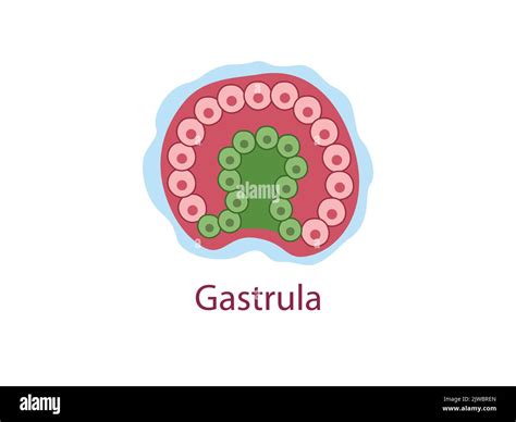 Gastrula The Cells Of Endoderm And Ectoderm The Stage Of Segmentation