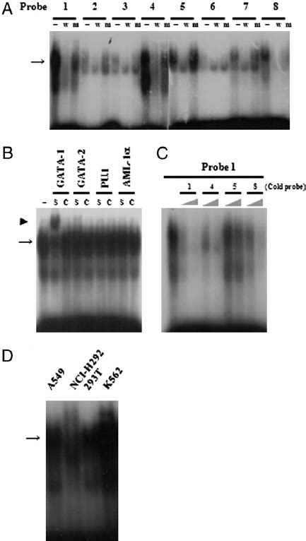 Binding of GATA-1 to the putative GATA sites. A, Eight different ... 