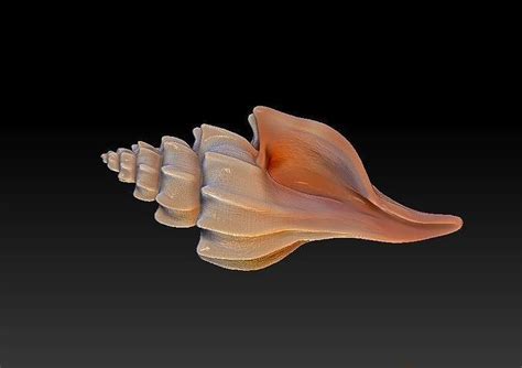 Seashell D Model D Printable Cgtrader