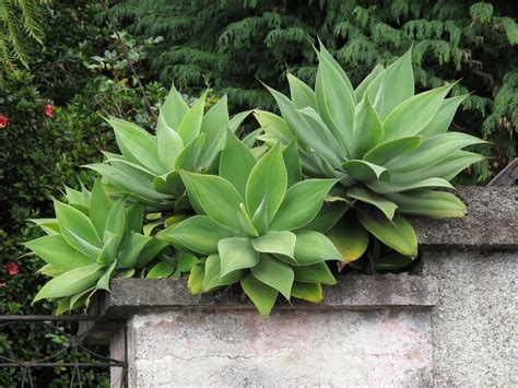 Foxtail Agave Care: Everything You Need To Know - GFL Outdoors