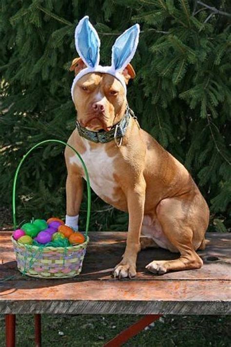 Happy Easter Images 44 Best Happy Easter Pictures Free Easter Dog