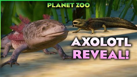 An Adorable Axolotl Planet Zoo Conservation Dlc Youtube