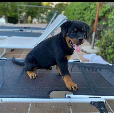 all black rottweiler/teacup rottweiler/rottie for sale