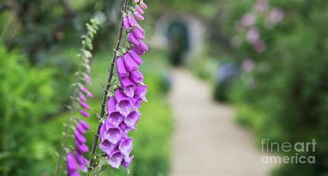 Foxglove in an English Garden Photograph by Tim Gainey - Fine Art America