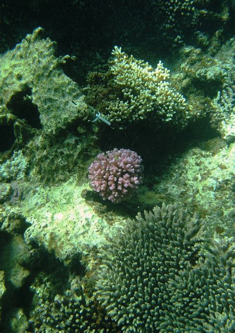 Nutrient Cycling In Early Coral Life Stages Pocillopora Damicornis