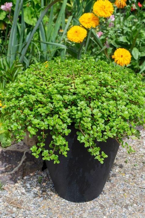 Sedum Green Blob The Plant Cellar