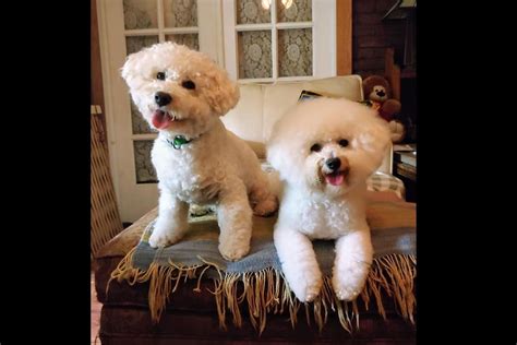 Sugar Moon Bichons Bichon Frise Puppies For Sale In Trenton Nj Akc