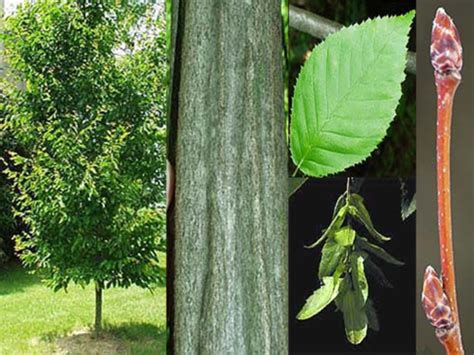 Dendrology Species Quiz Lab Flashcards Quizlet