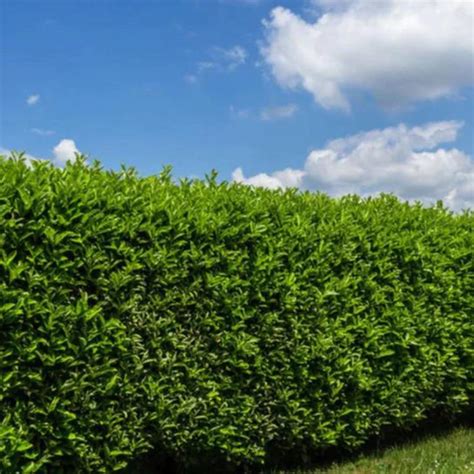 privacy planting inspo michelle  barack obamas chicago home