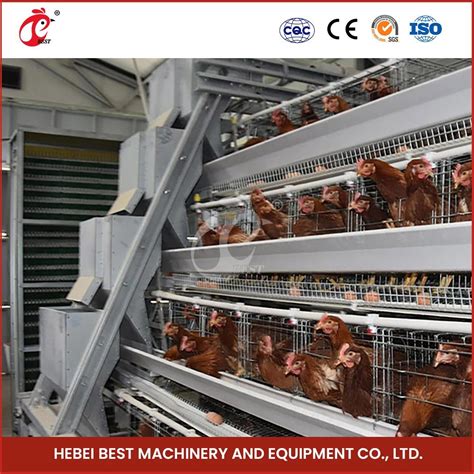 Bestchickencage Ordinary Type Layer Cage China Large Hen Layer House