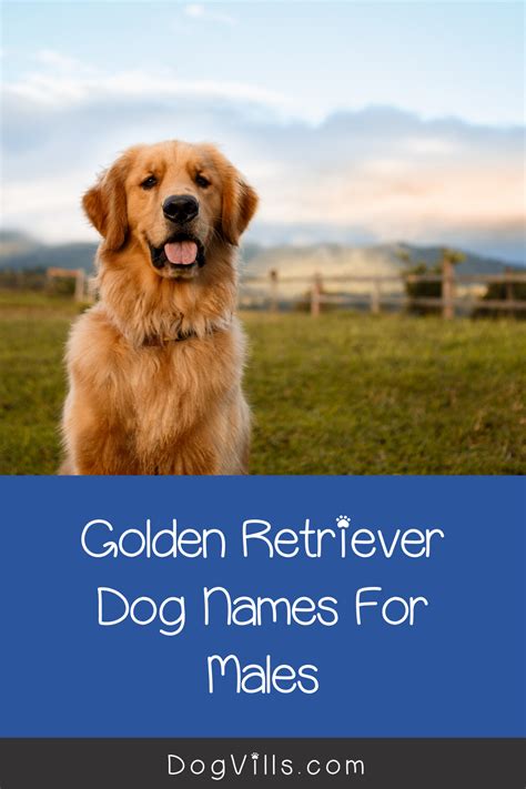 100 amazing golden retriever dog names – Artofit