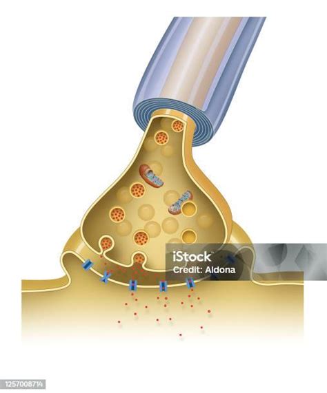 Structure Of A Typical Chemical Synapse Stock Illustration Download