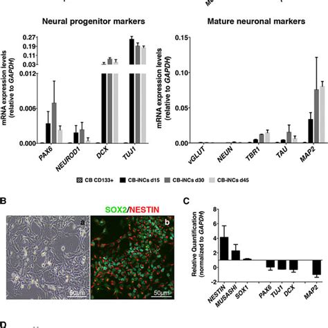 Characterization Incs Derived From Cd133 Positive Cb Cells A