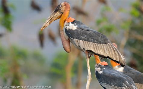 Adjutant Greater (Leptoptilos dubius) adult - India - World Bird Photos