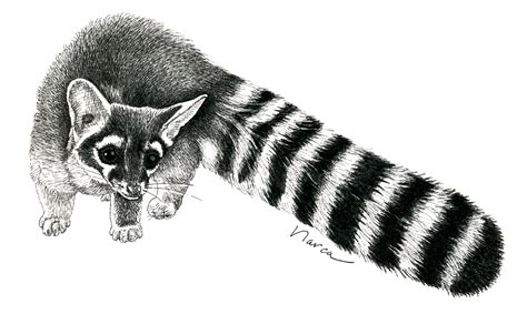 ringtail art  adventures  narca