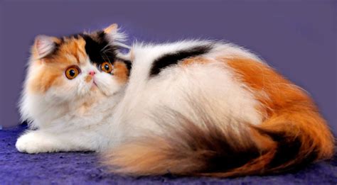 By variations in color, Persian cats are dividedinto seven groups, namely: