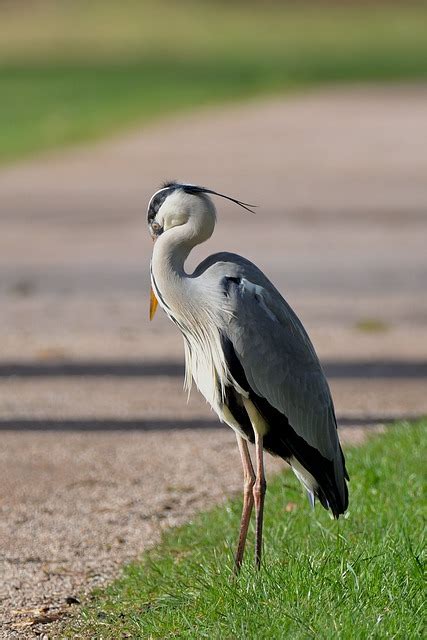 Grey Heron Water Bird Free Photo On Pixabay