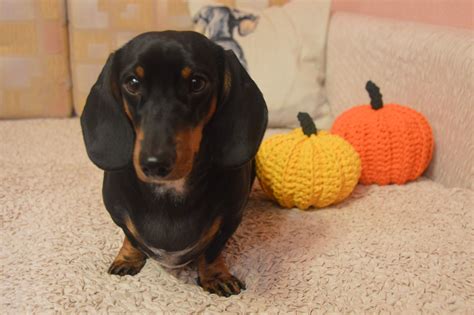 Dachshund And Pumpkins Такса